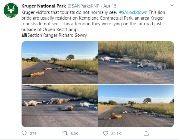 В Южной Африке в заповеднике львы захватывают туристические зоны и спят прямо на дороге